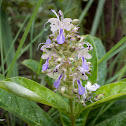 Butterfly Bush