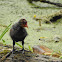 Eurasian coot, common coot