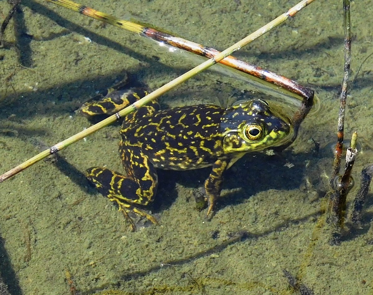 Mink Frog