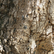 Elevated blue-black lesions on a tree’s bark, resembling shotgun wounds or cigarette burns, indicate borer beetle infestation.