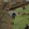 Furry Moth Caterpillar