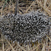 European hedgehog