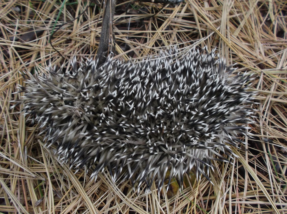 European hedgehog