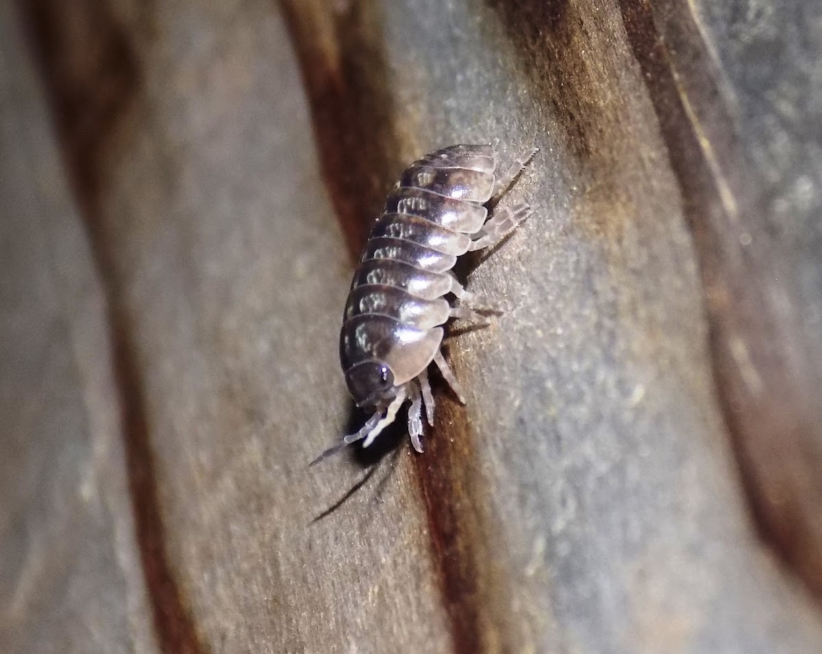 Pill woodlice