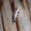 Pill woodlice