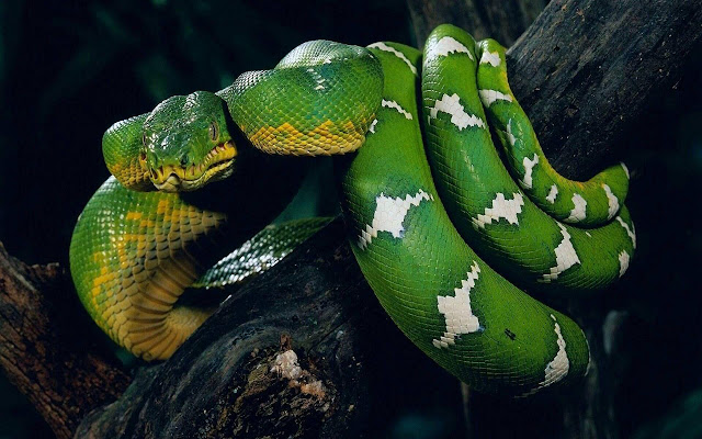 Green Tree Python - New Tab in HD