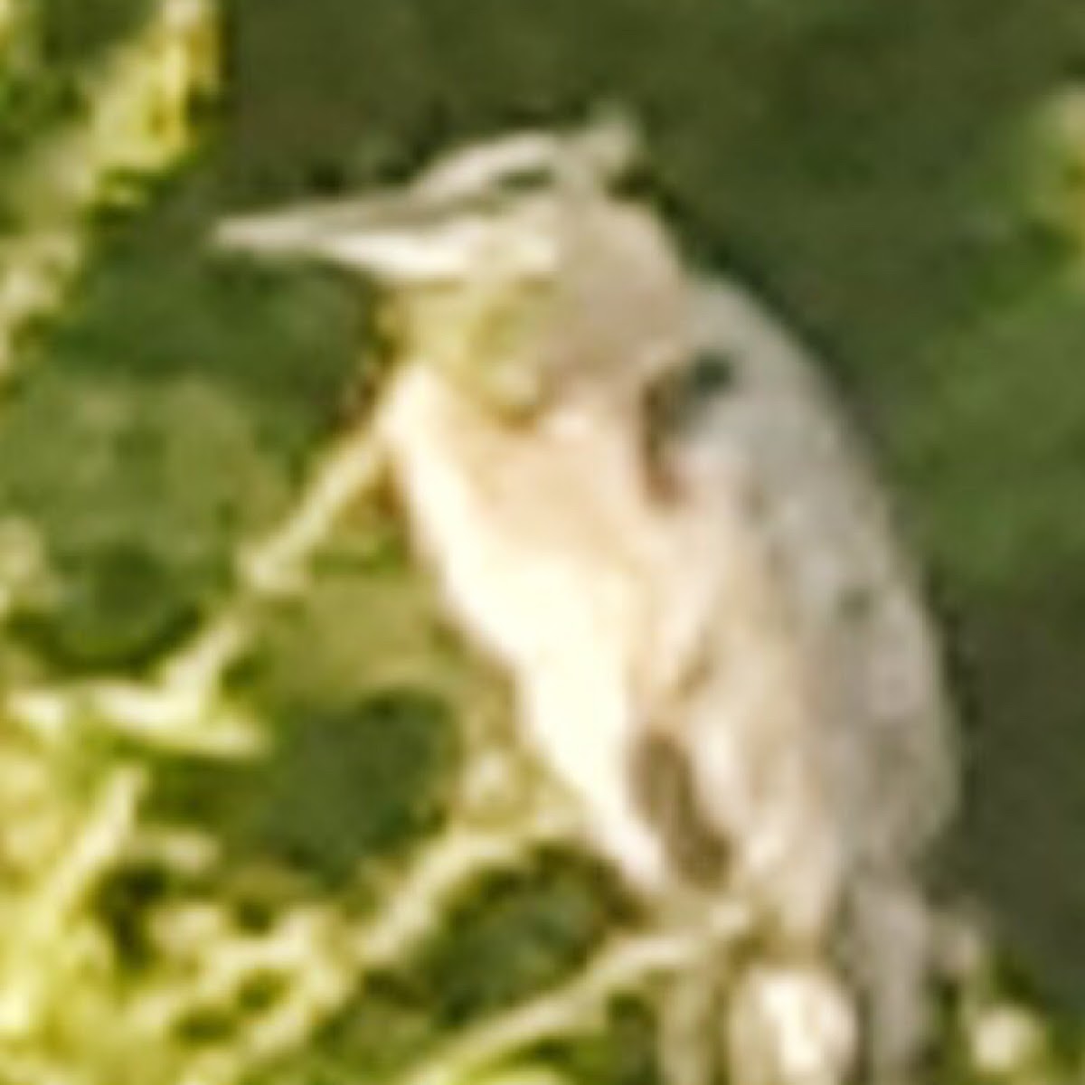 Great Blue Heron