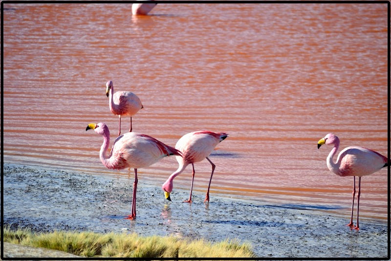 TOUR SALAR UYUNI I. EL ASOMBROSO PARQUE EDUARDO AVAROA - DE ATACAMA A LA PAZ. ROZANDO EL CIELO 2019 (32)