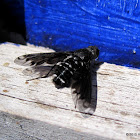 Bee fly