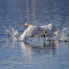 Mute Swan