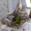 Scaly-breasted Lorikeet (nesting)