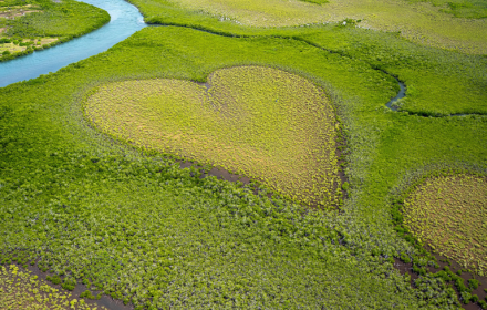 Heart field small promo image