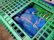 Monkeys found in bags are seen inside a crate in an abandoned house in Saraburi Province, Thailand February 17, 2022.