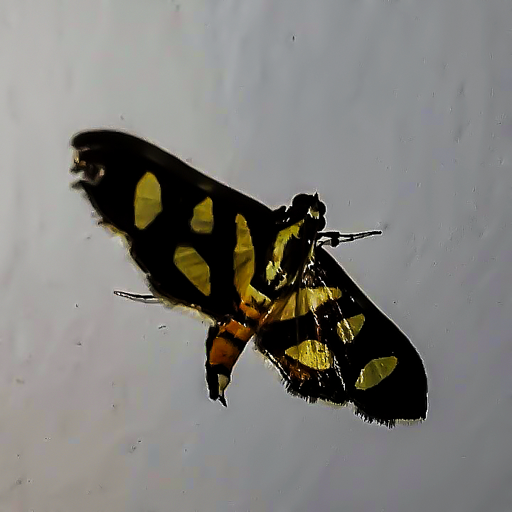 Red-Waisted Florella Moth / Mariposa-de-Manchas-Laranjas