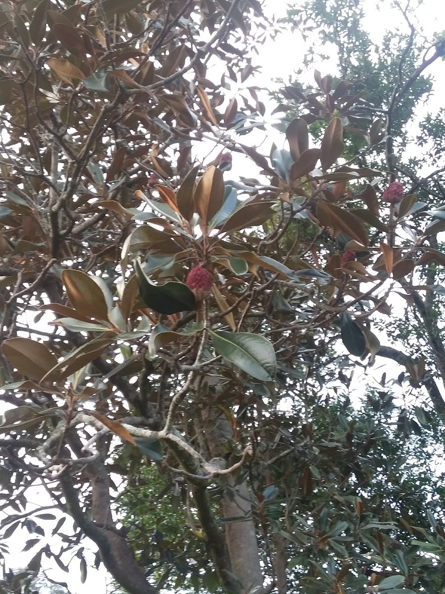 Southern Magnolia