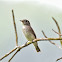 Asian Brown Flycatcher