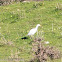 Cattle Egret