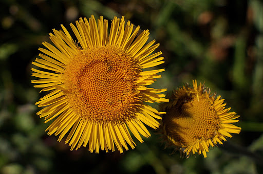 Pulicaria odora