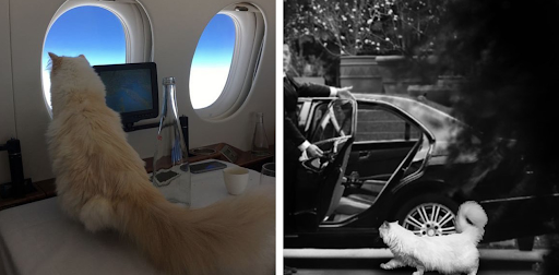 Cuộc sống xa hoa của chú mèo tên Choupette Lagerfeld mà ông yêu quý