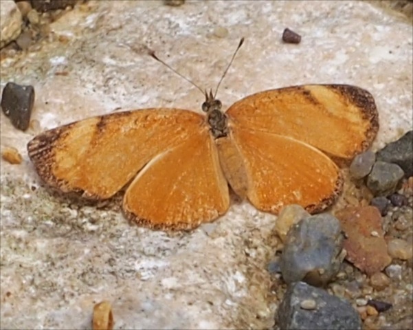 Black-bordered Crescent