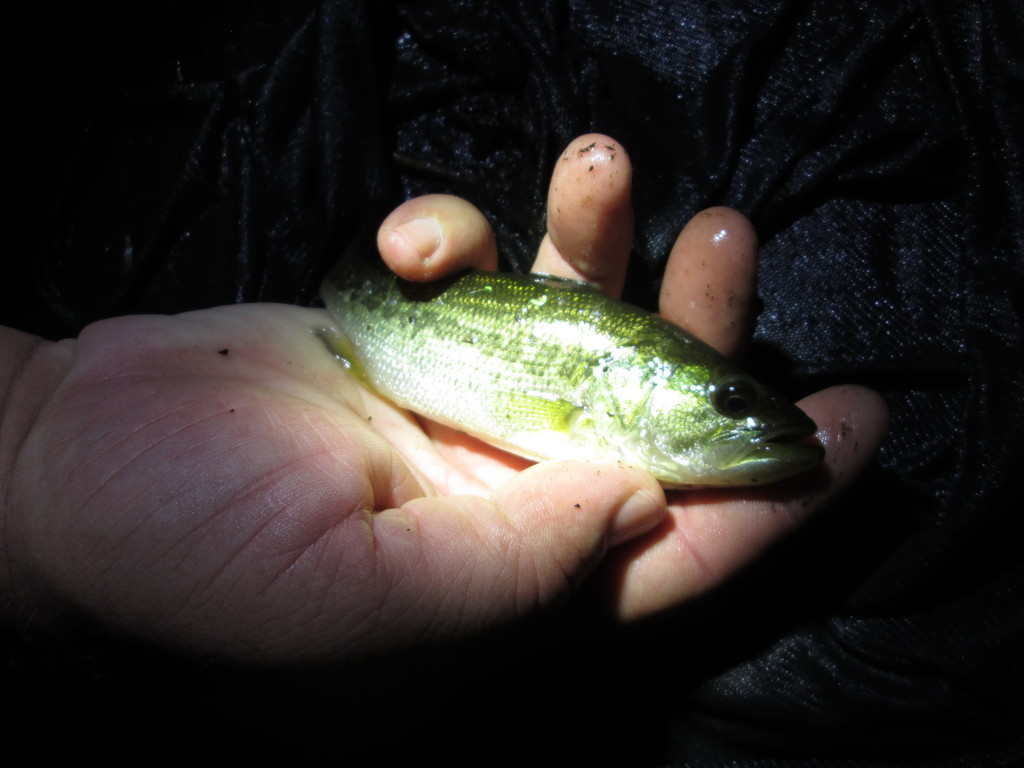 Largemouth Bass