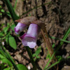 Forest Ghost Flower