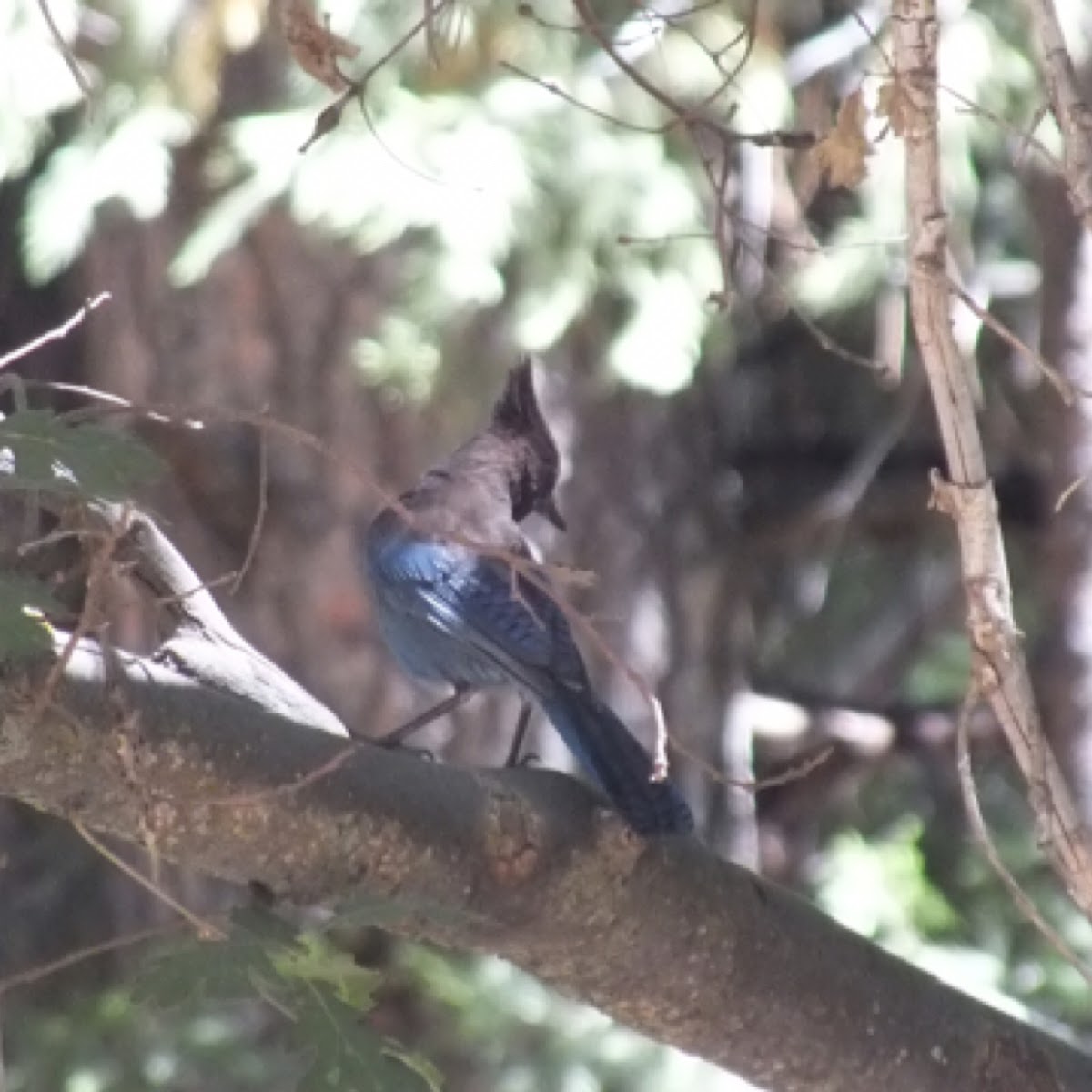 Steller's Jay