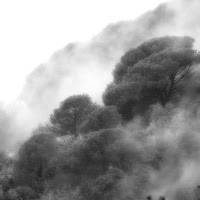 Abbracciando gli alberi di 