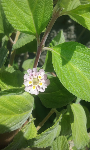 - Erva Cidreira arbustiva((Lippia alba) Erva aromática de propriedades medicinal