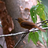 Red-crowned Ant-Tanager