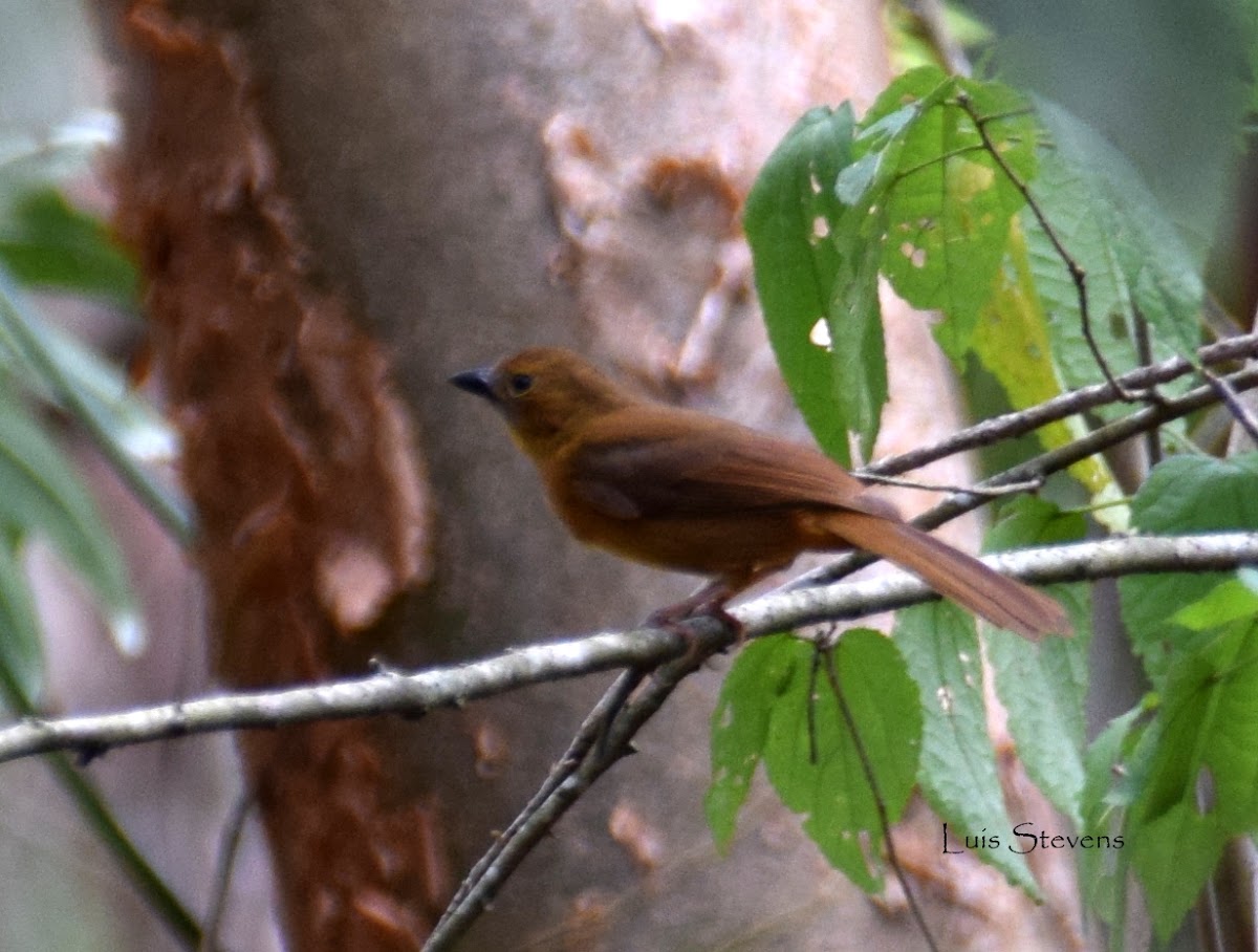 Red-crowned Ant-Tanager