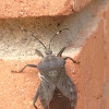 Pachylis laticornis