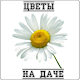 Download Цветы на даче For PC Windows and Mac 1.0.0