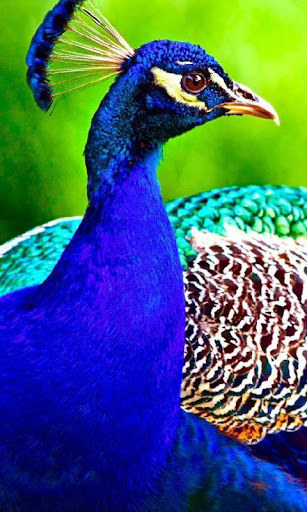 Peacock Wallpapers