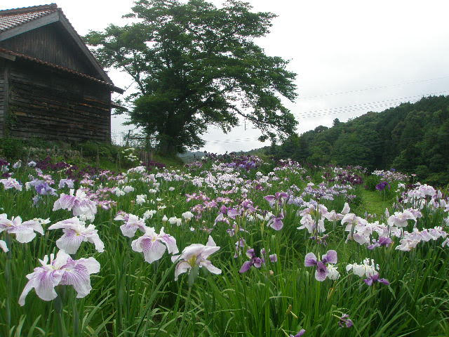 木間菖蒲園's image 1