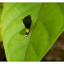 Graphium agamemon - Caterpillar 統帥青鳳蝶-毛蟲