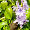 Water Hyacinth