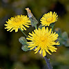 Spiny Sowthistle