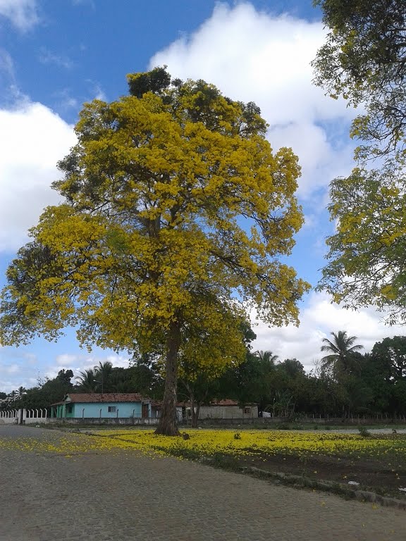 Terreno/Lote  venda  no Sertozinho Canguaretama - Canguaretama, RN. Imveis