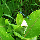 Familiar Bluet