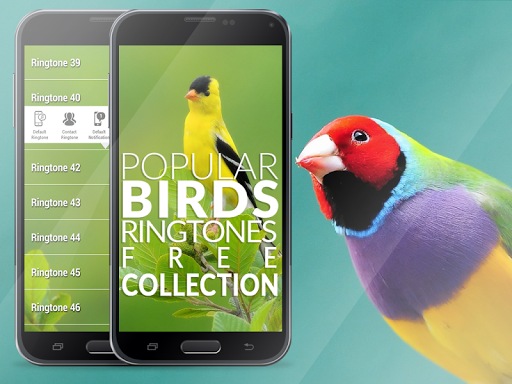 Birds Ringtones - Goldfinch