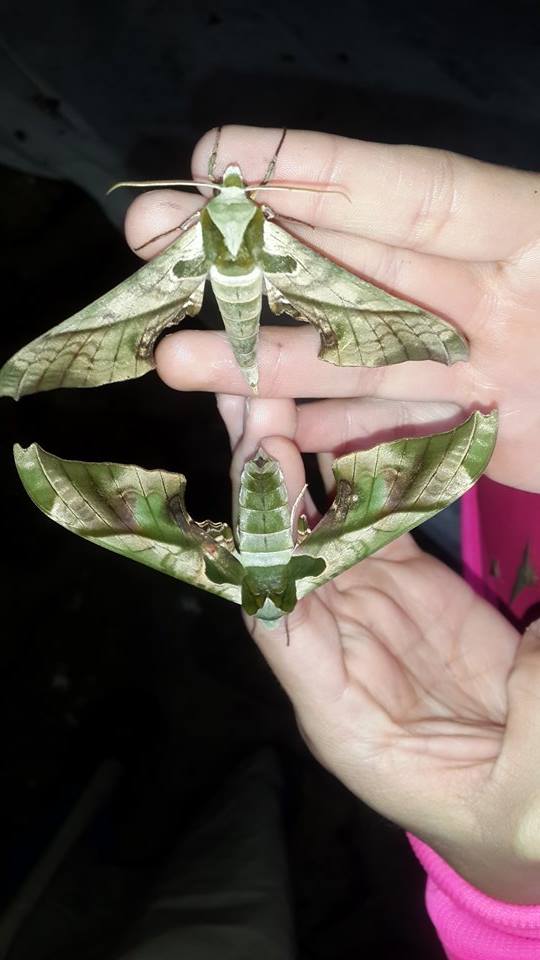 Polilla militar verde