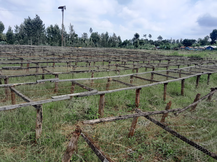 Dilapidated coffee beds at Kigaa factory in Gatundu South.