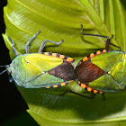 Stink/Shield Bug