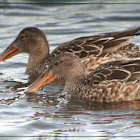 Northern Shoveler