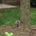 Eastern fox squirrel