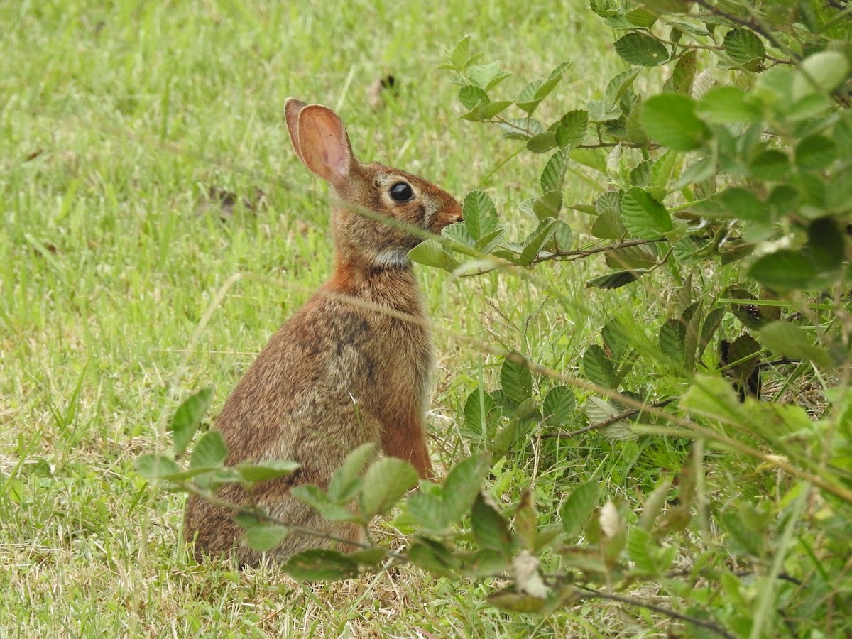 Eastern cottontail