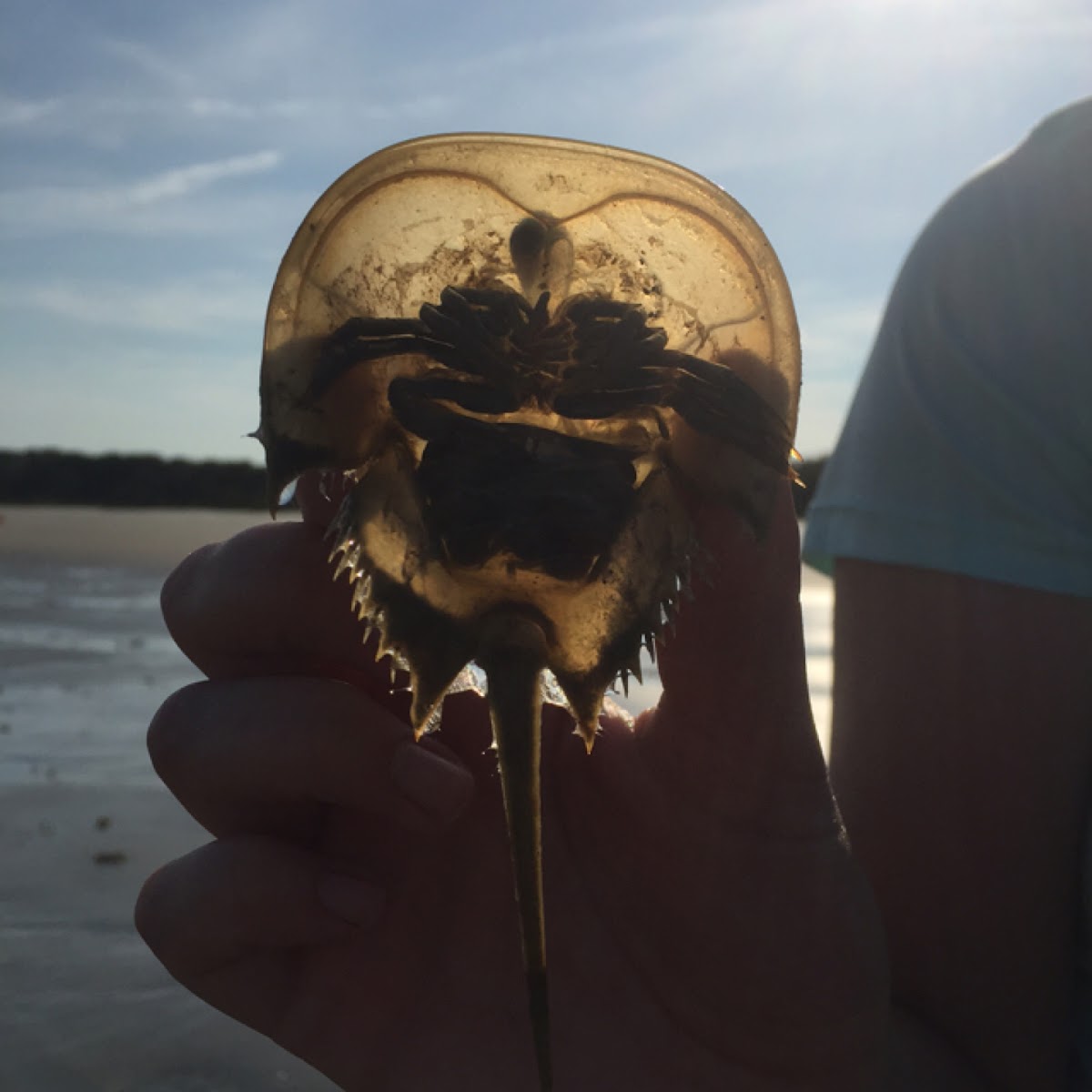 Atlantic Horseshoe Crab