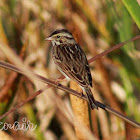 Song Sparrow