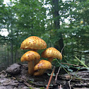 Fly Agaric